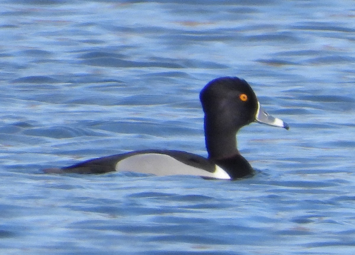 Ring-necked Duck - ML539761981