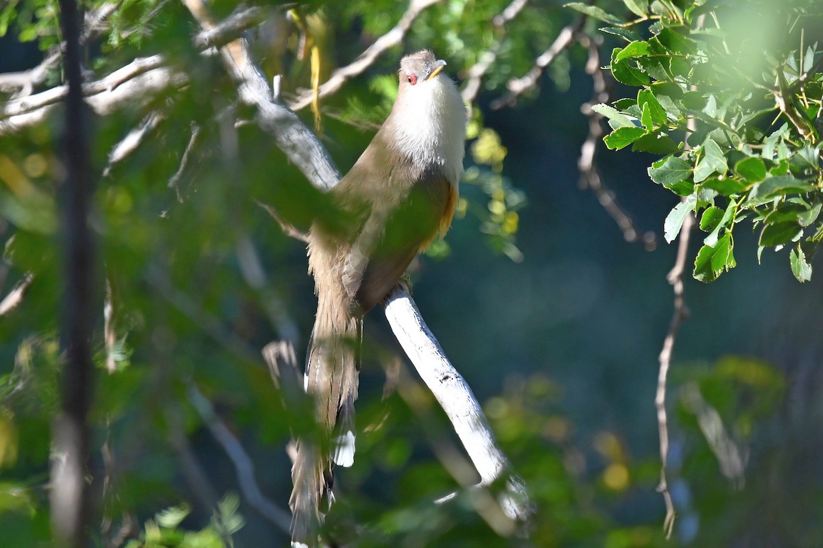 Puerto Rican Lizard-Cuckoo - ML539763921