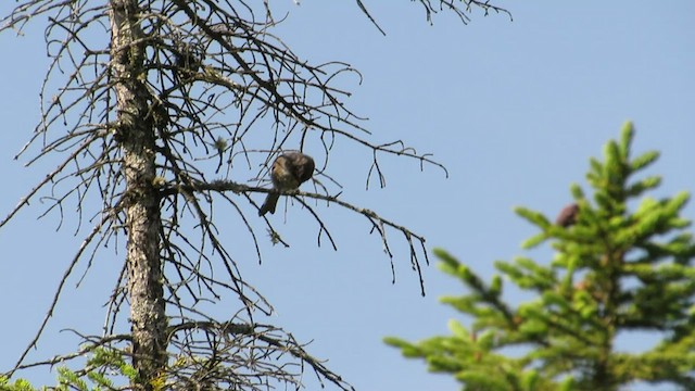 Mésange à tête brune - ML539763971