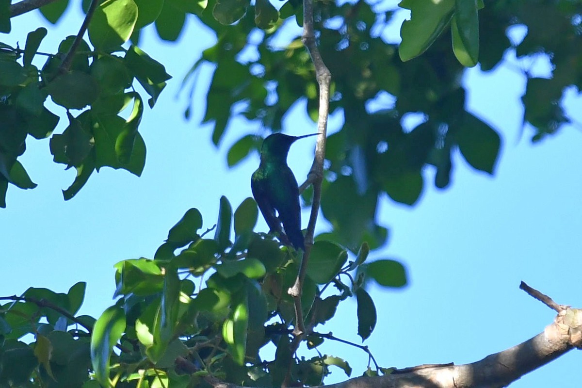kolibřík portorický - ML539764001