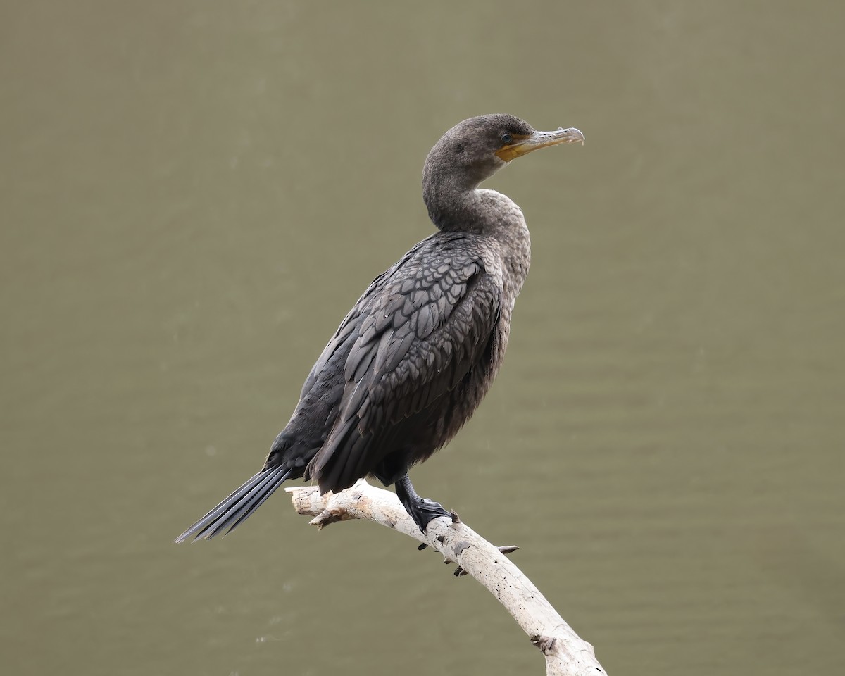 Double-crested Cormorant - ML539764221