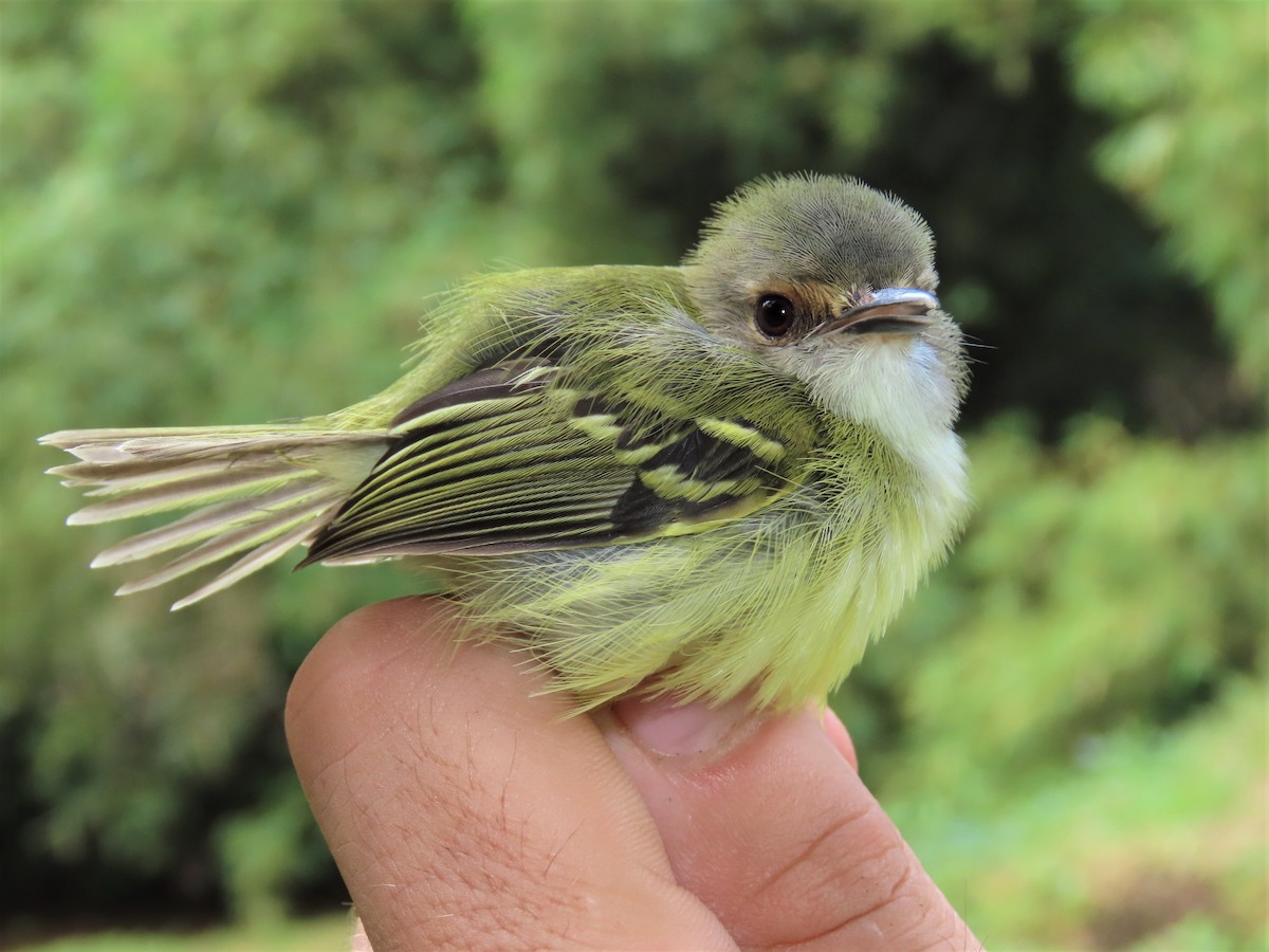 Smoky-fronted Tody-Flycatcher - Hugo Foxonet