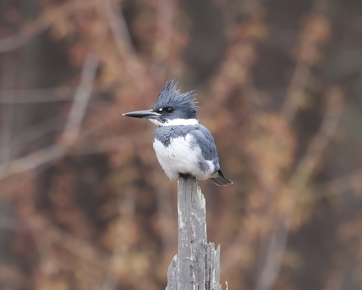 Belted Kingfisher - ML539764311