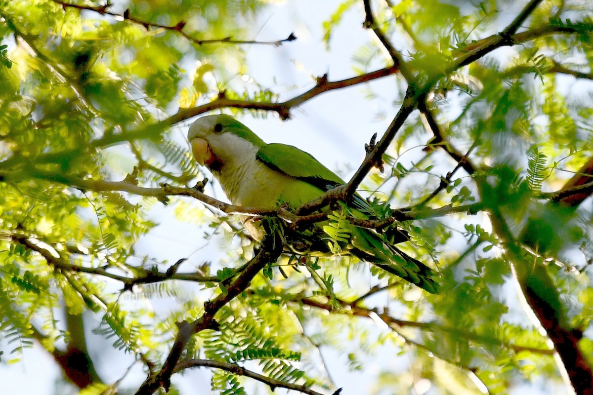 Monk Parakeet - ML539764391