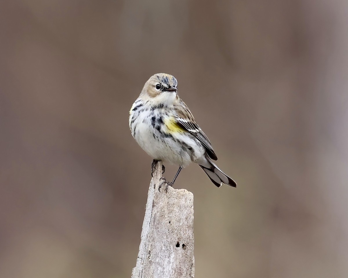 Yellow-rumped Warbler (Myrtle) - ML539764421