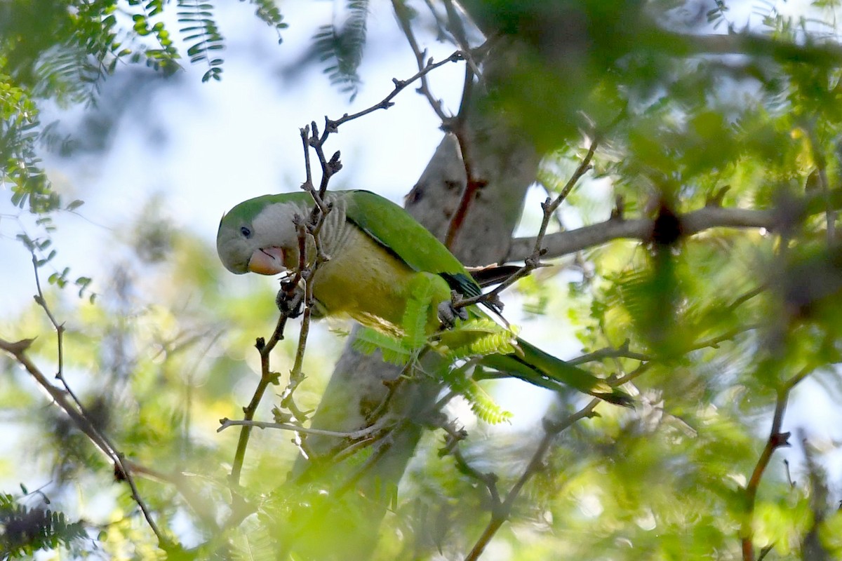 Monk Parakeet - ML539764431