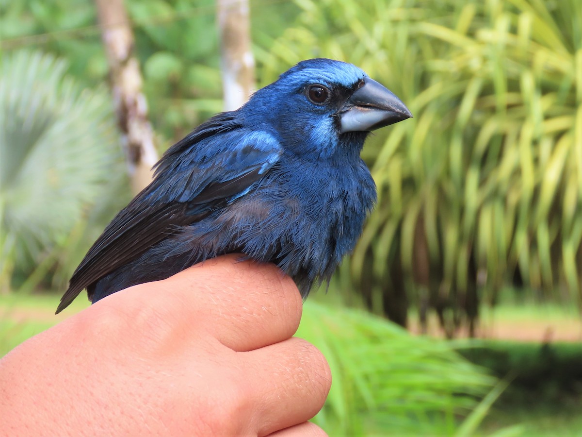 Amazonian Grosbeak - Hugo Foxonet