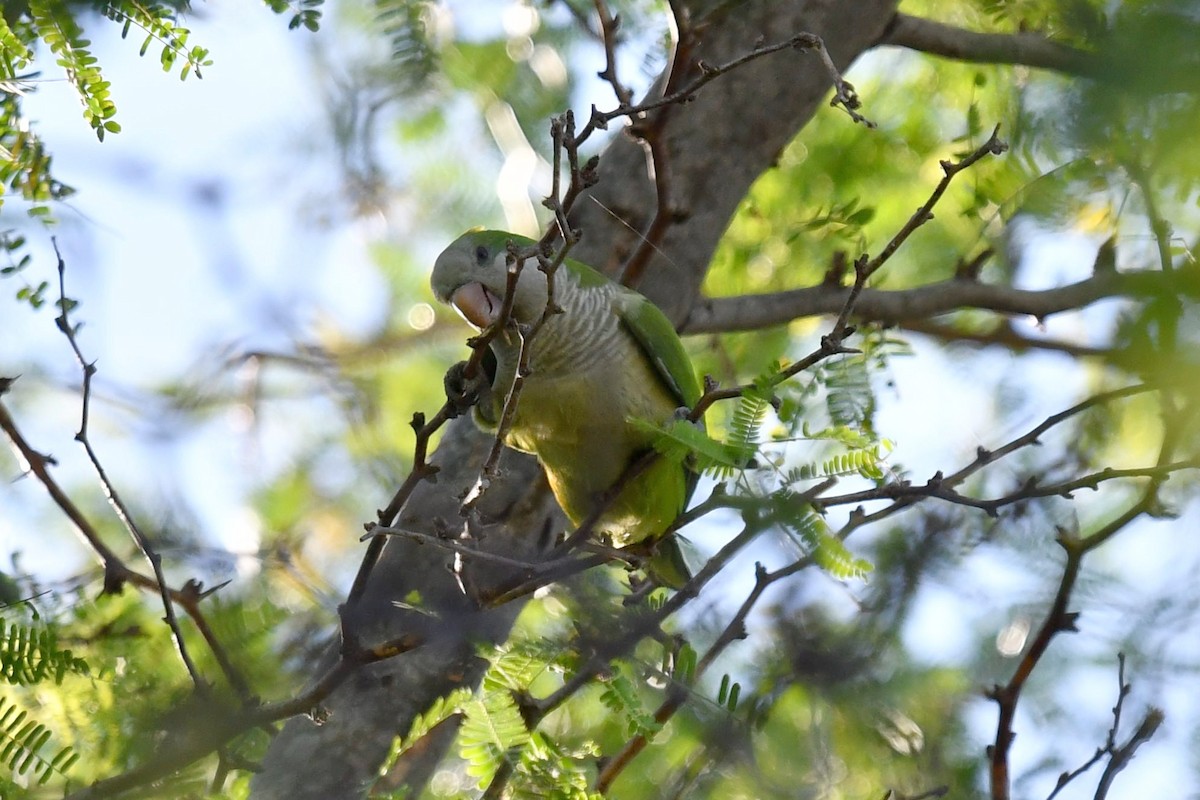 Monk Parakeet - ML539764481