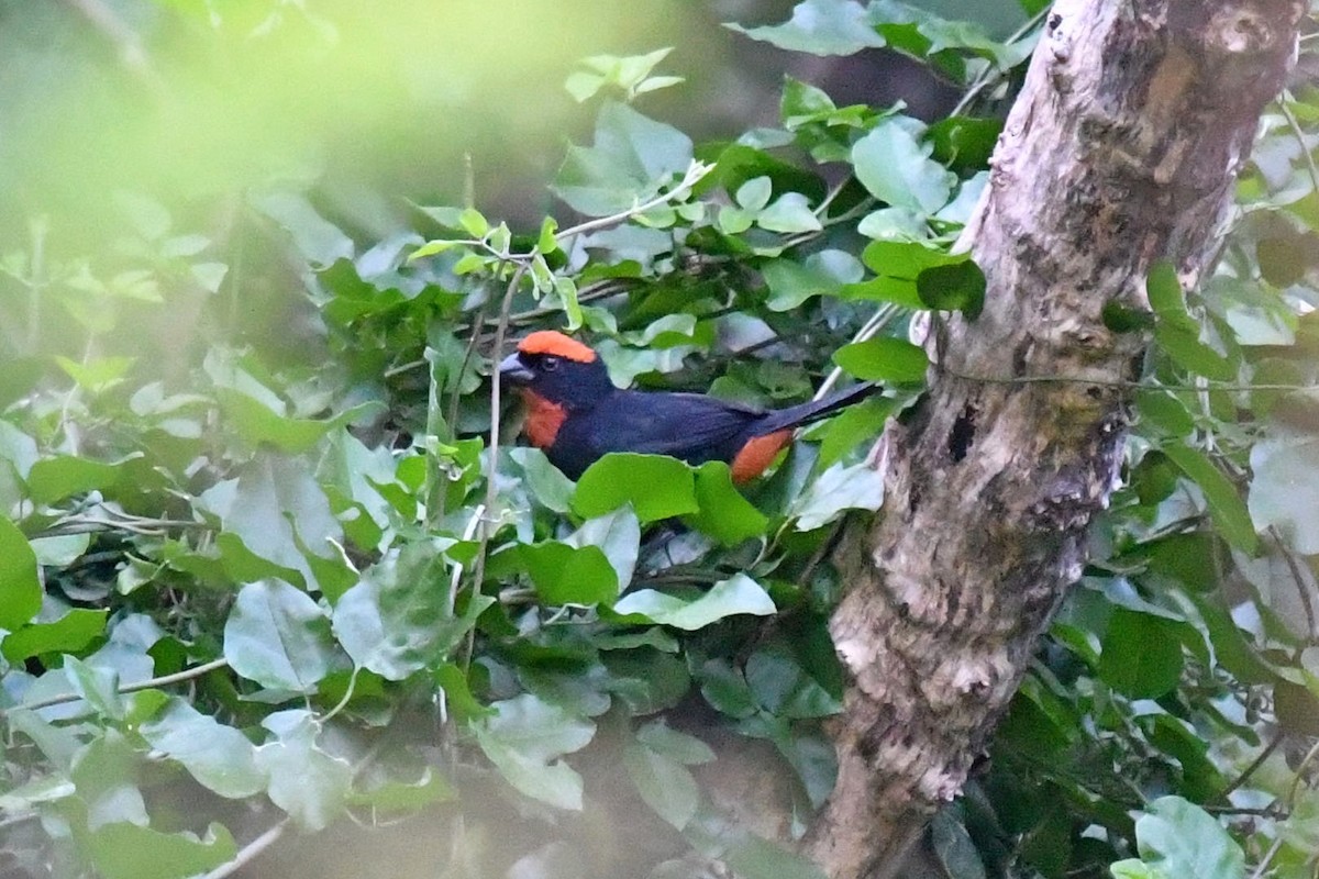 Puerto Rican Bullfinch - Joel Trick