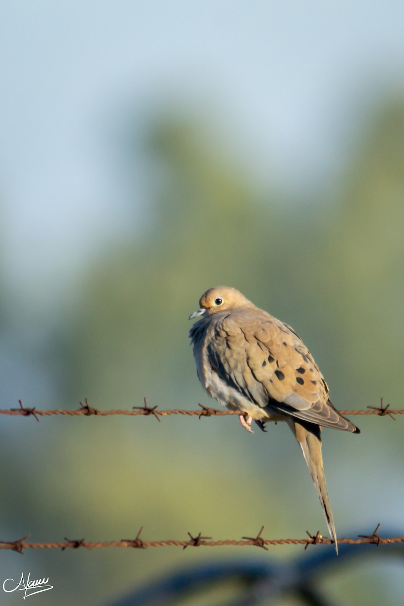 Mourning Dove - ML539764651