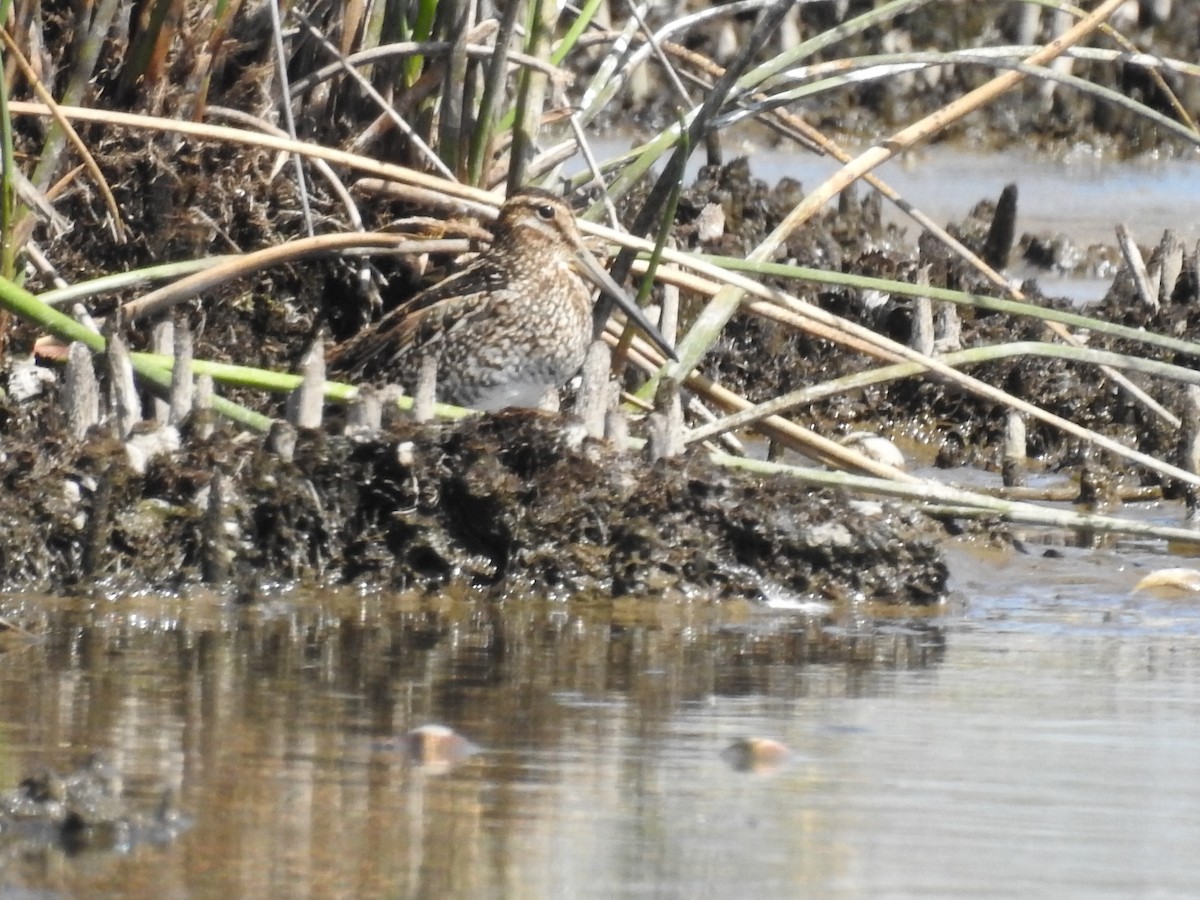 Pantanal-/Magellanbekassine - ML539764691