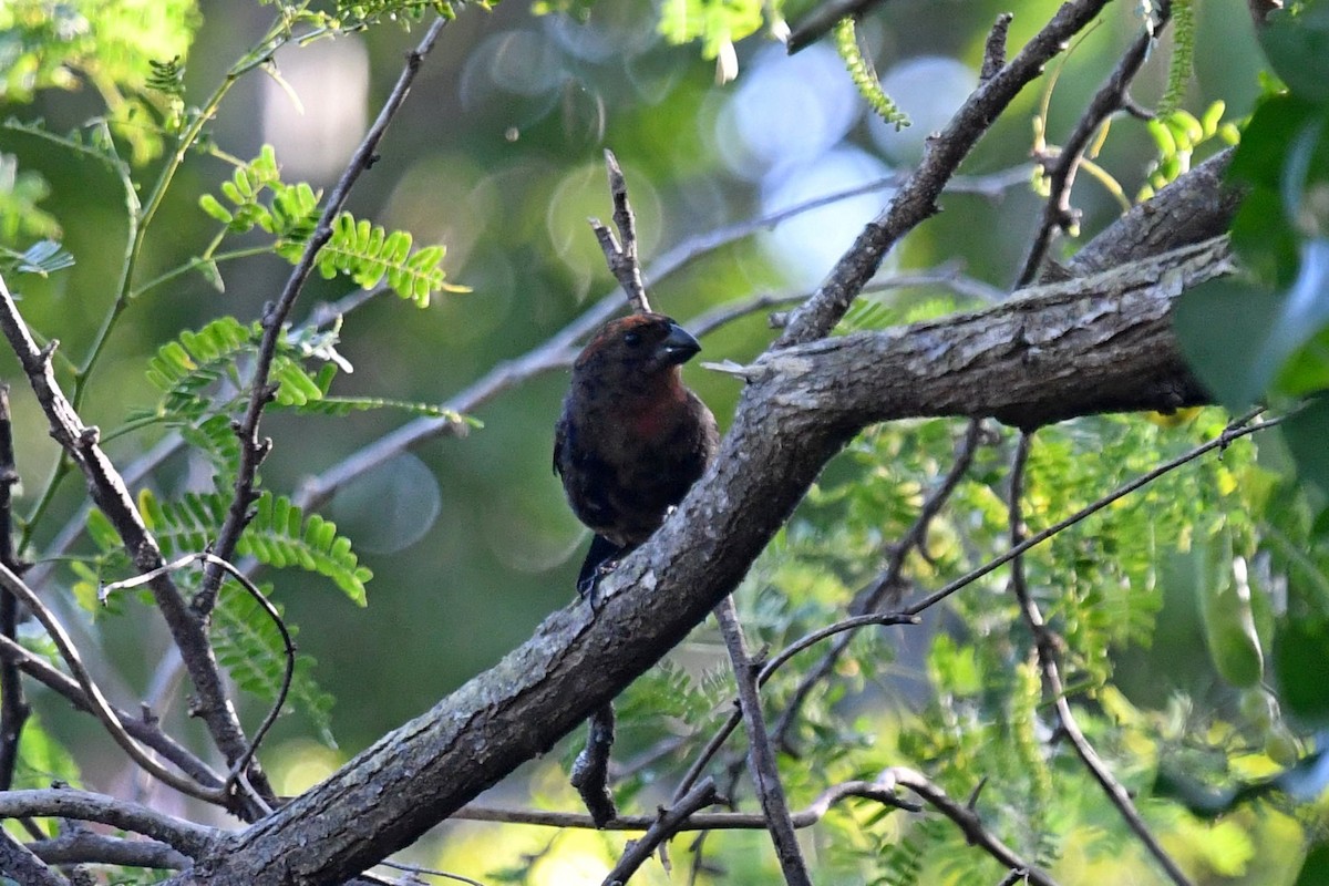 Puerto Rican Bullfinch - Joel Trick