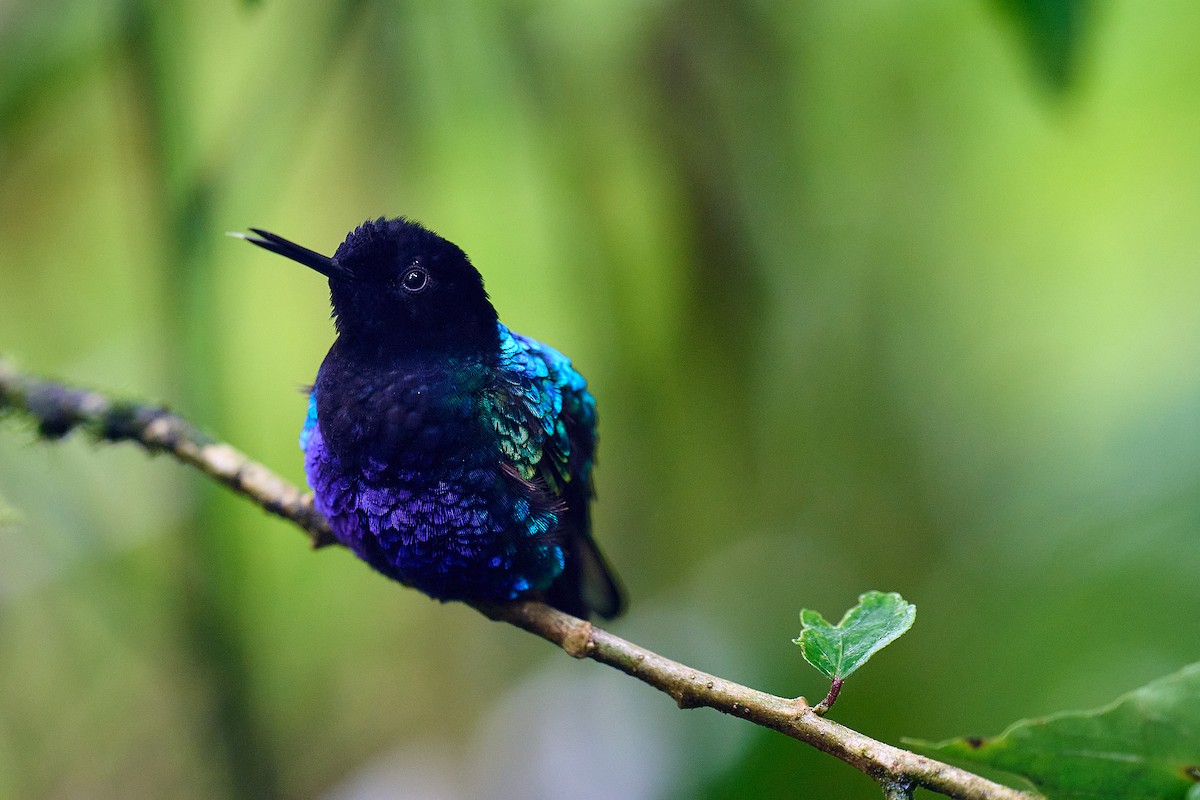 Velvet-purple Coronet - Brennan Moore