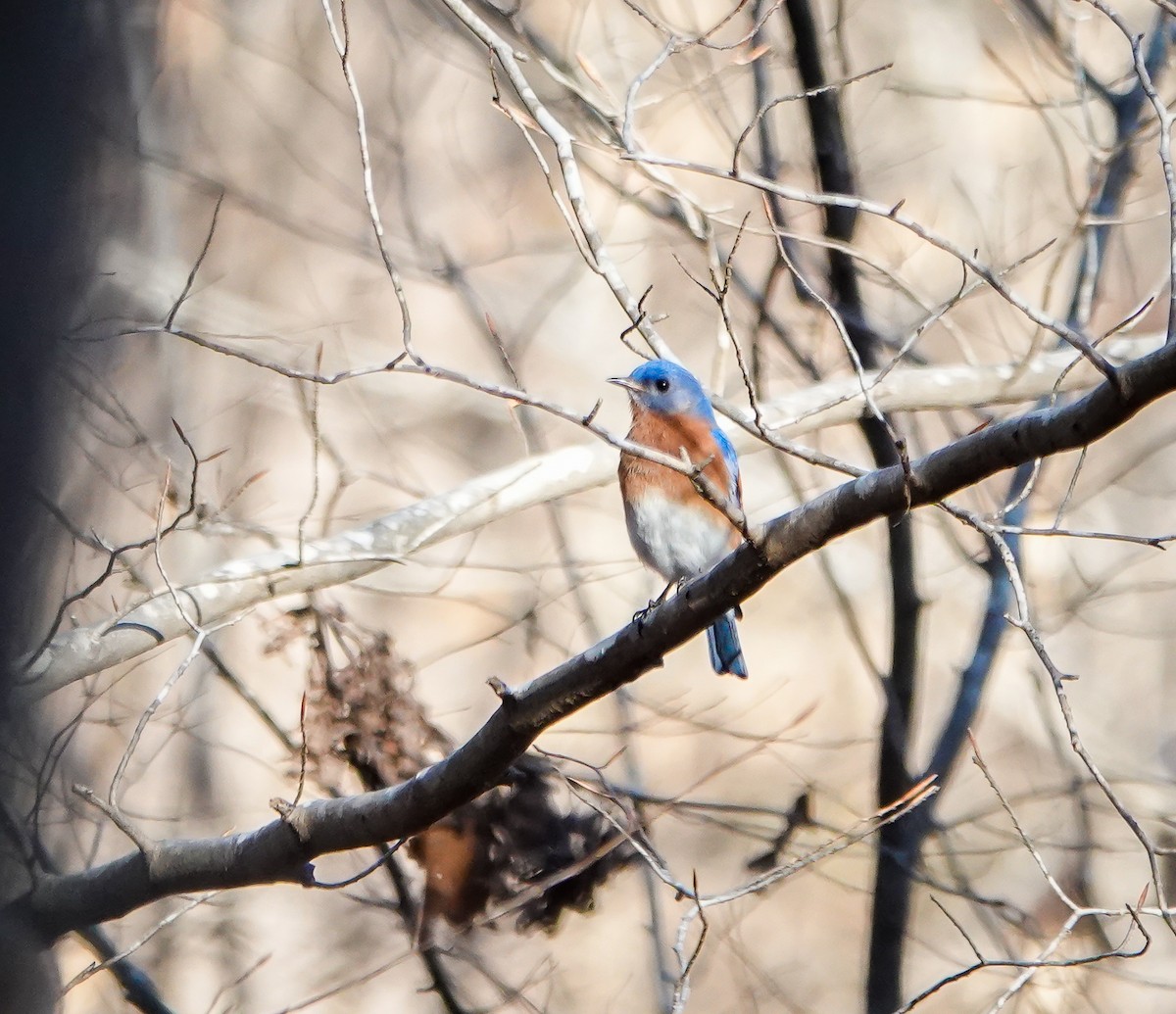 Eastern Bluebird - ML539765971