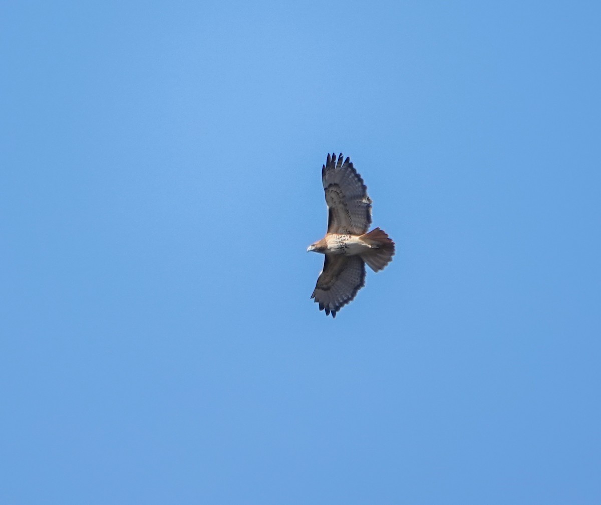 Red-tailed Hawk - ML539766001