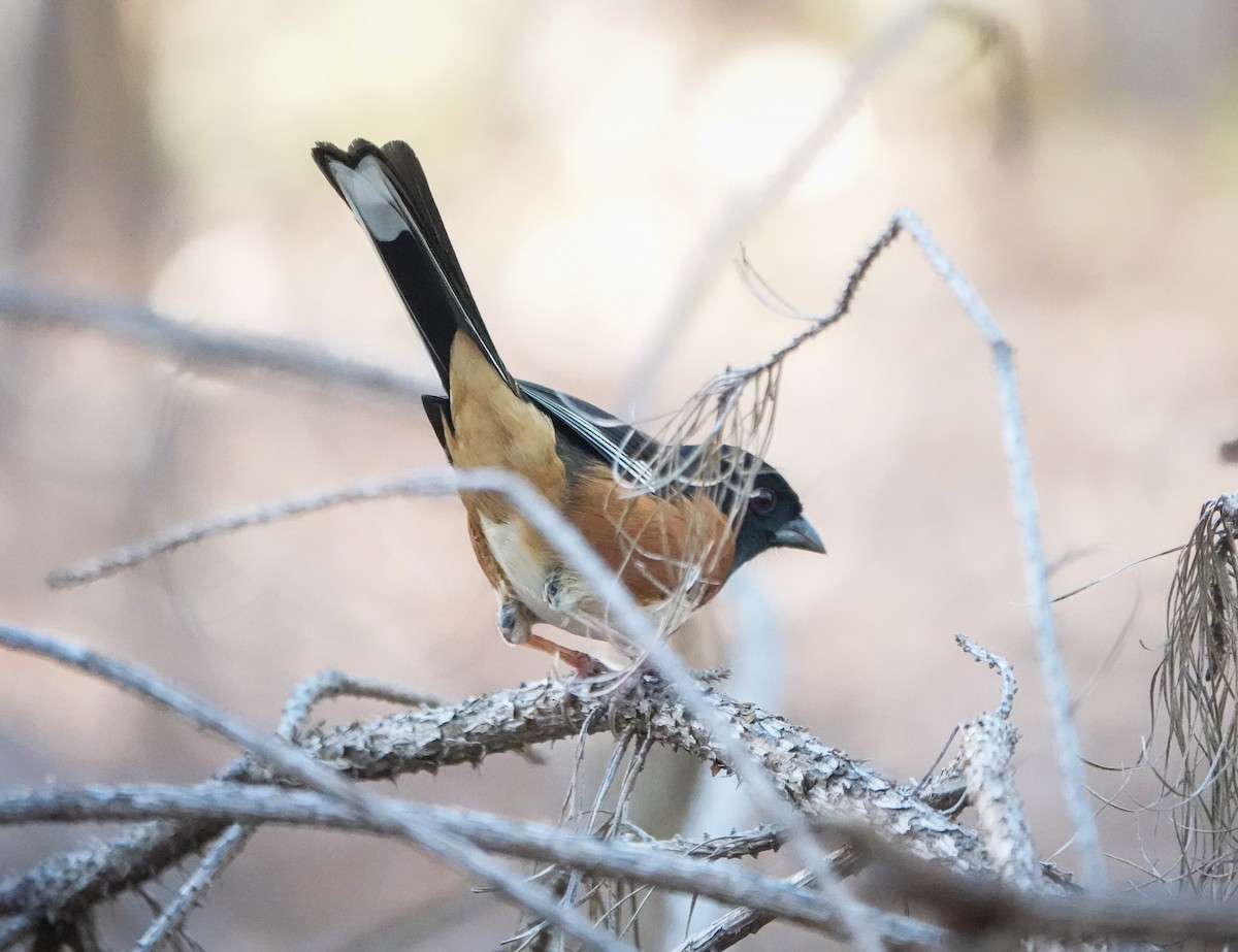 Eastern Towhee - ML539766121