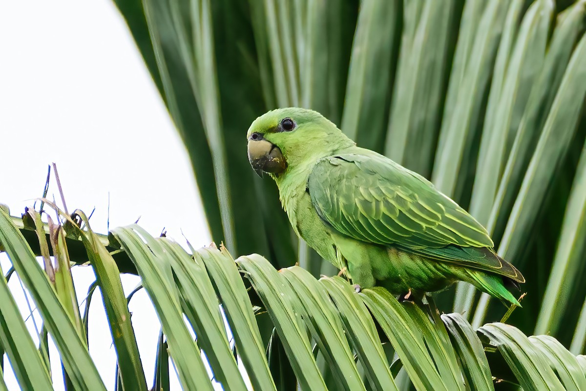 Short-tailed Parrot - ML539766241