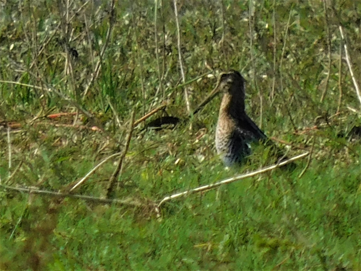 Wilson's Snipe - Jacque Woodward