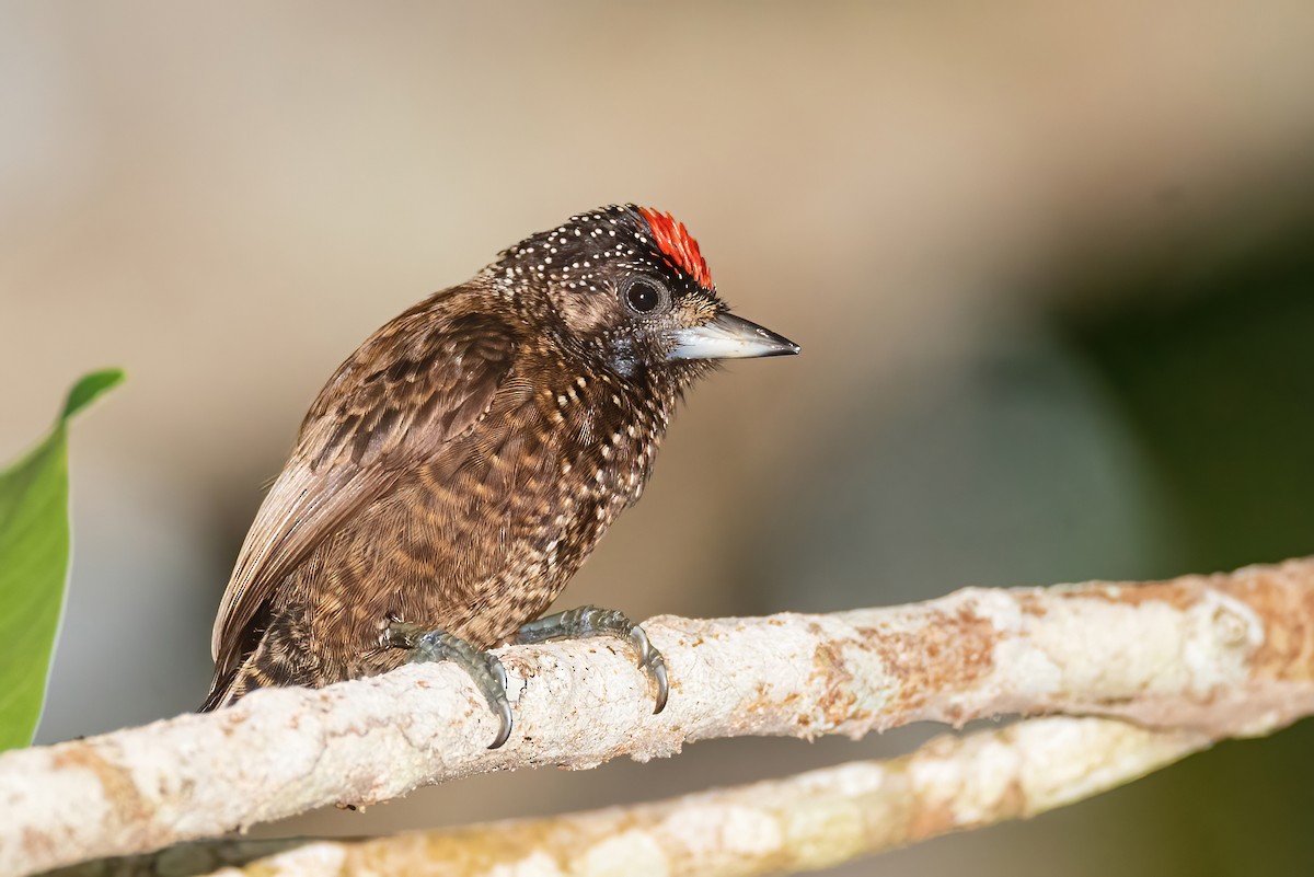 Varzea Piculet - Ralph Hatt