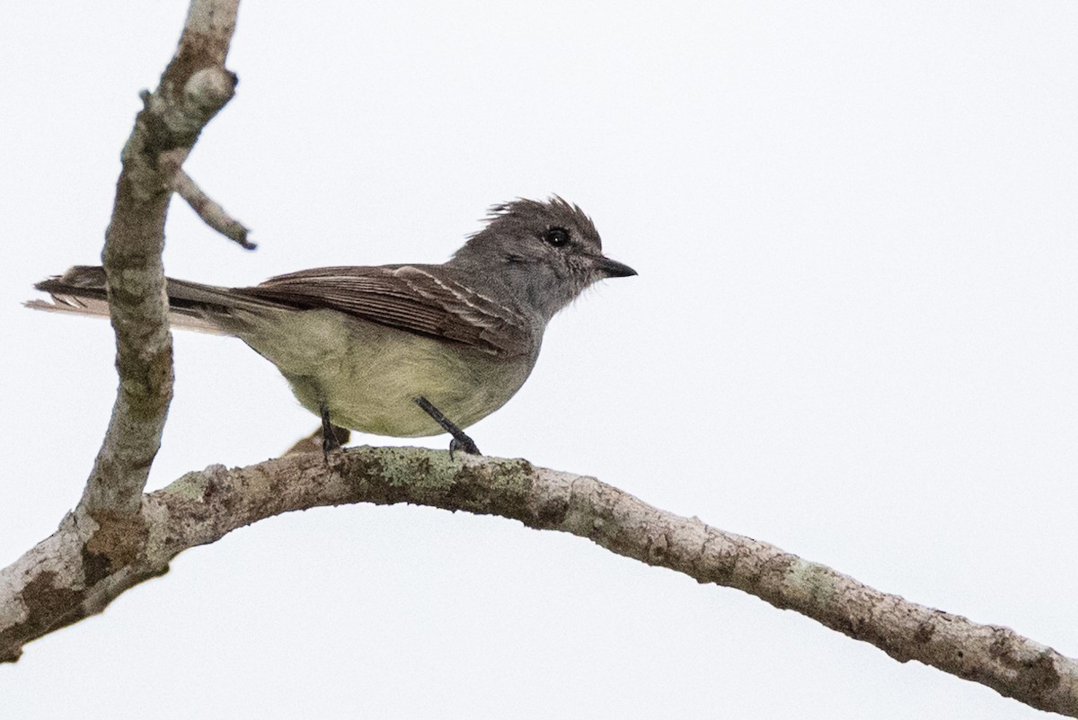 Amazonian Scrub-Flycatcher - ML539766921