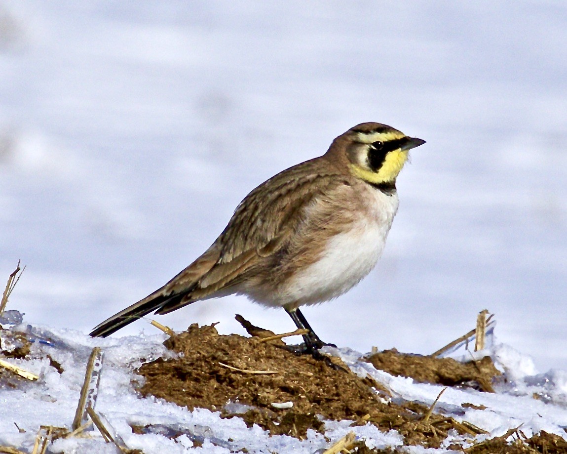 Horned Lark - Jack & Holly Bartholmai