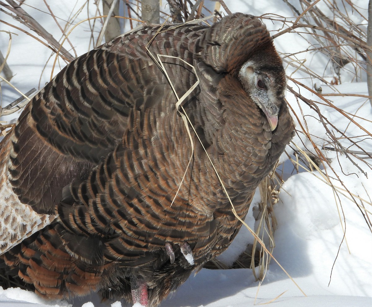 Wild Turkey - Valentina Roumi