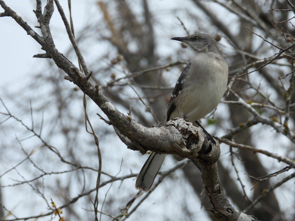 Northern Mockingbird - ML539768291