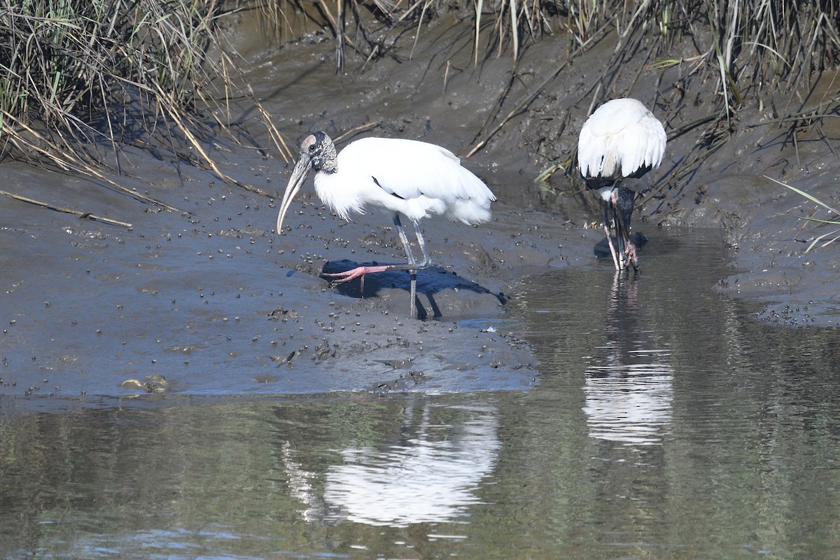 Wood Stork - ML539769021