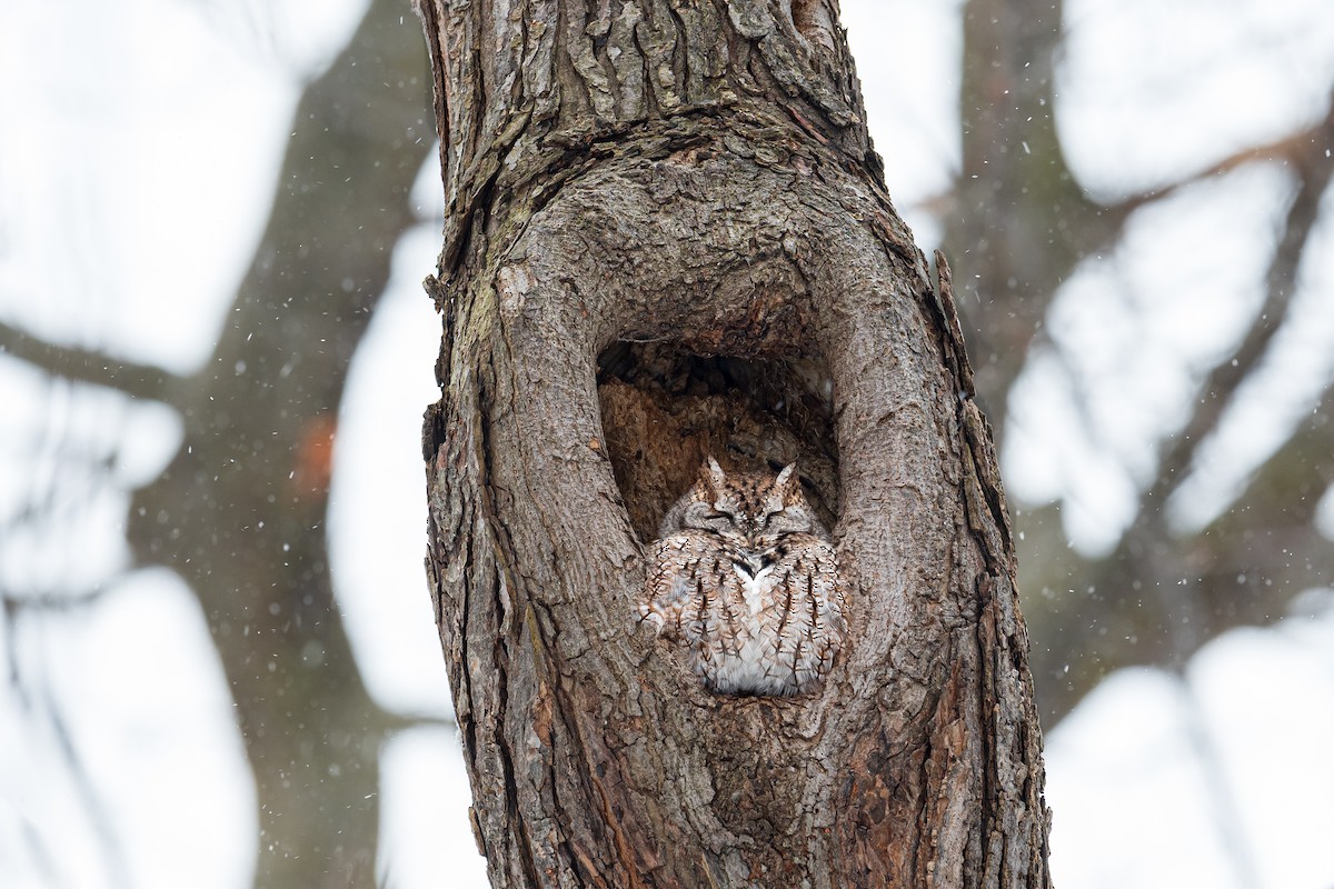 Eastern Screech-Owl - ML539769161