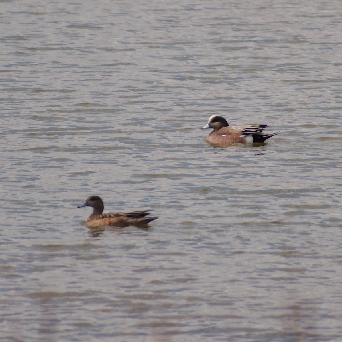 American Wigeon - Randall Nett