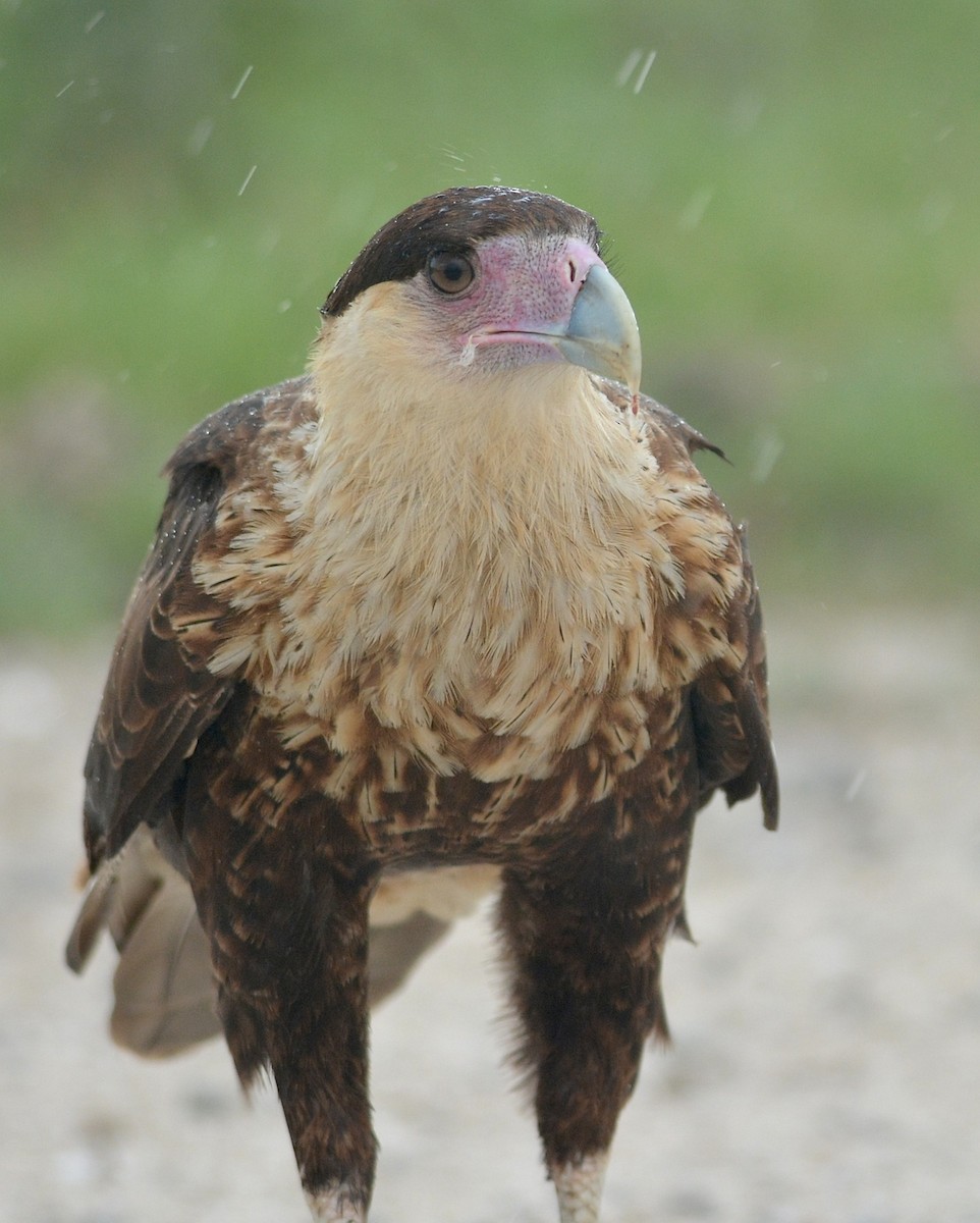 Crested Caracara (Northern) - ML539771891