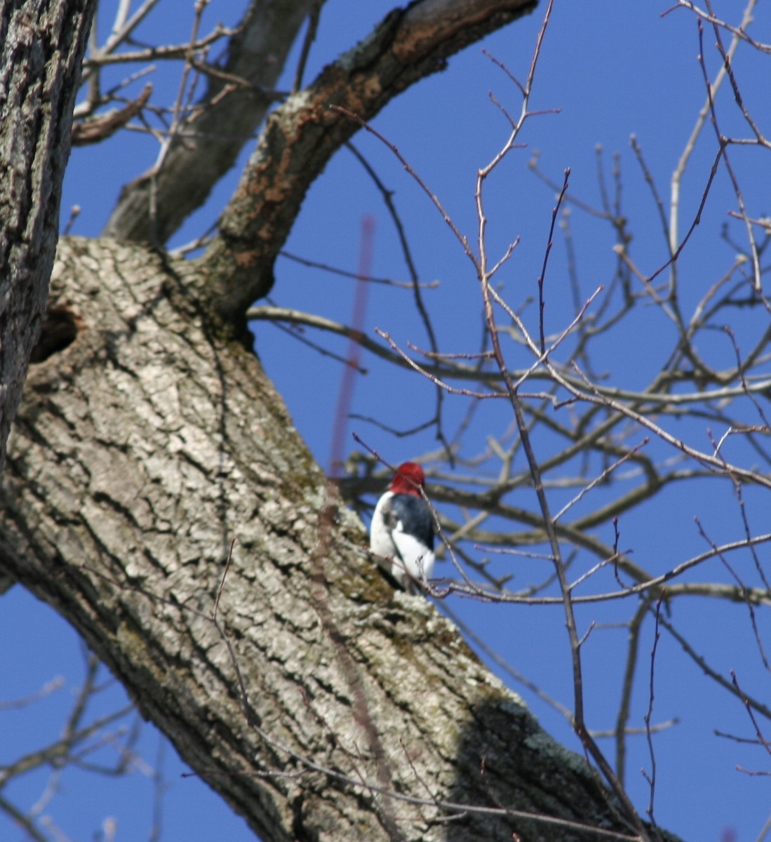 Red-headed Woodpecker - ML539772091