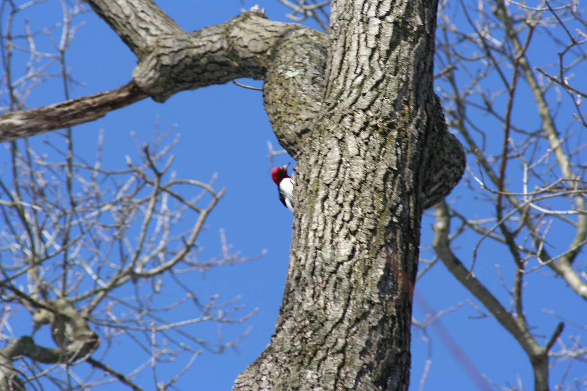 Pic à tête rouge - ML539772101