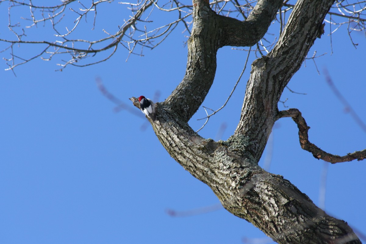 Red-headed Woodpecker - ML539772111