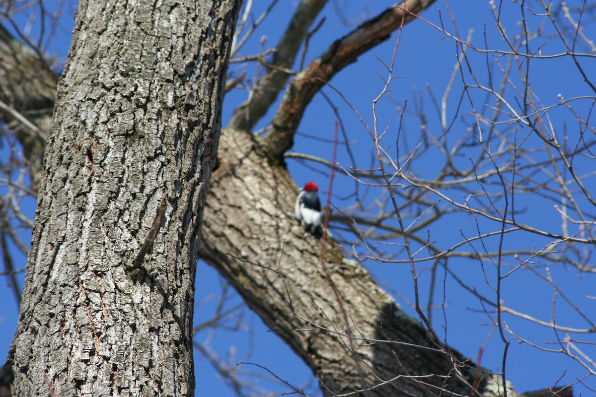 Red-headed Woodpecker - ML539772121