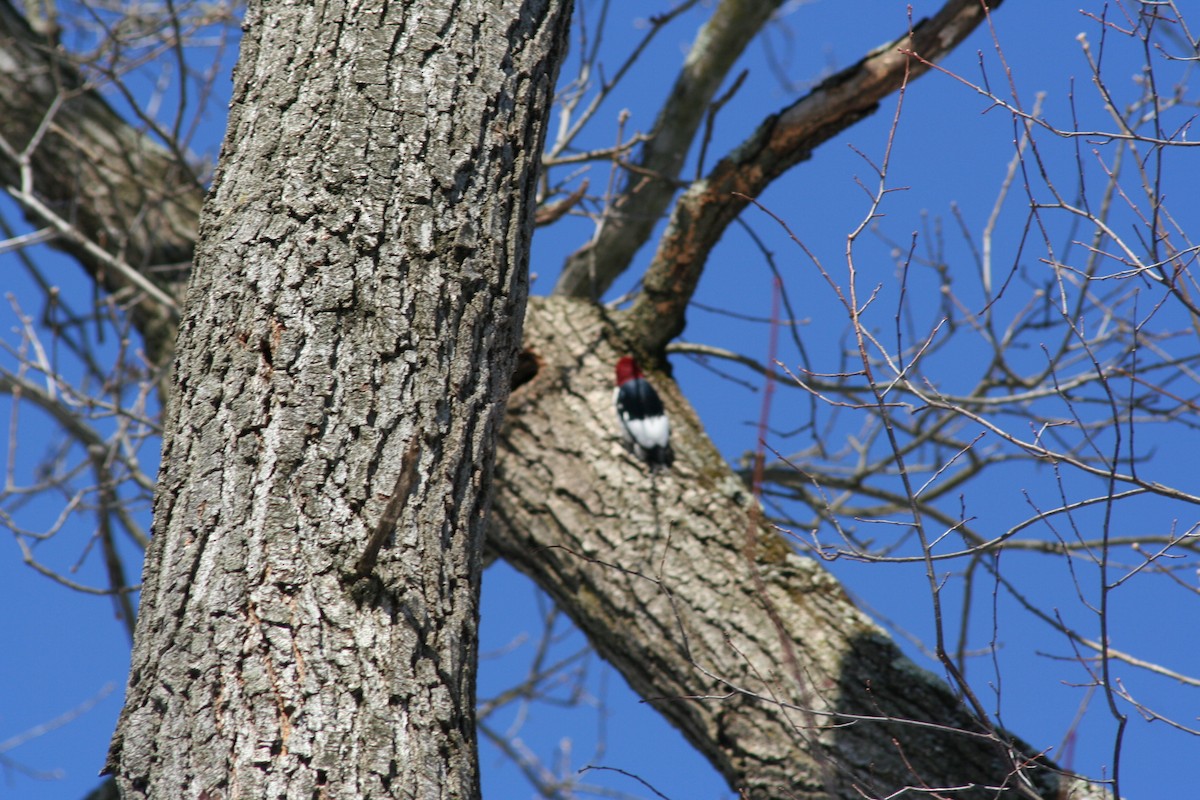 Red-headed Woodpecker - ML539772141