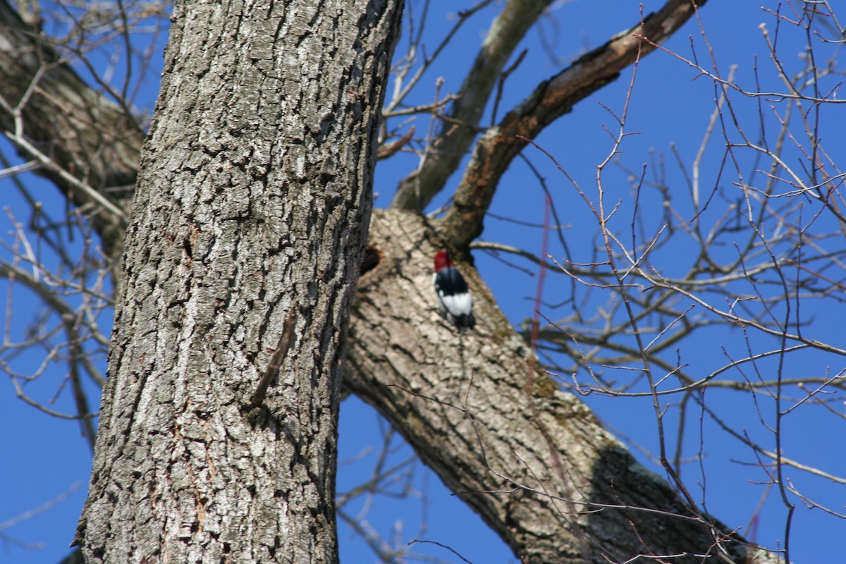 Pic à tête rouge - ML539772141