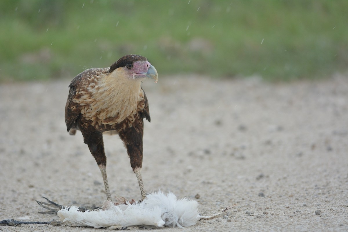 Crested Caracara (Northern) - ML539772161