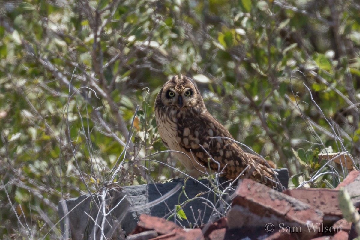 Hibou des marais (domingensis/portoricensis) - ML53977291