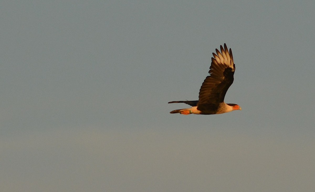 Crested Caracara (Northern) - ML539773921