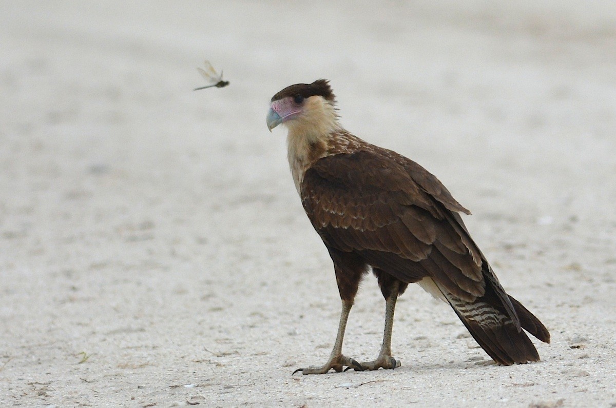 Crested Caracara (Northern) - ML539774551