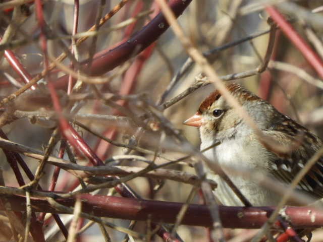 White-crowned Sparrow - ML539775371
