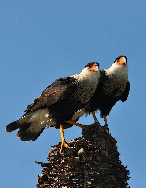 Crested Caracara (Northern) - ML539777071