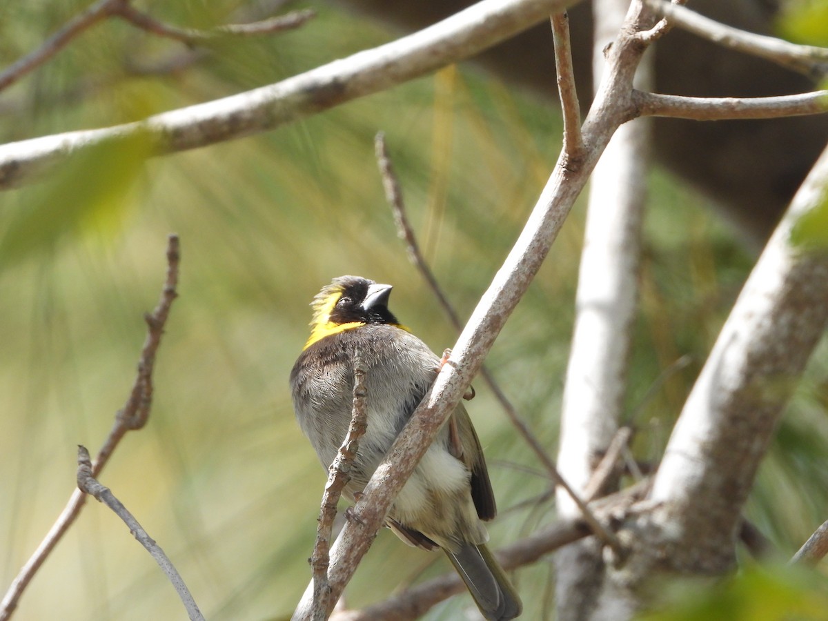 Cuban Grassquit - ML539777831