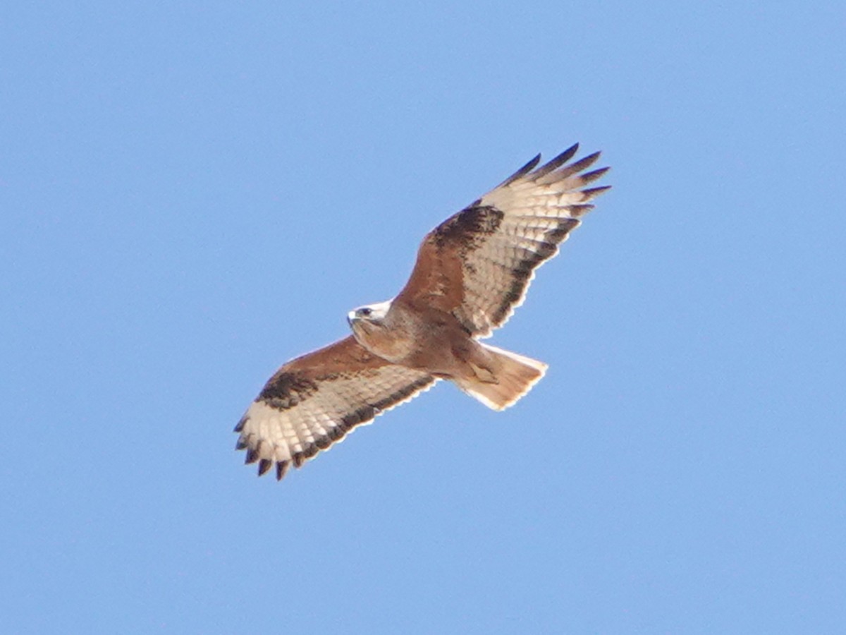 Long-legged Buzzard - ML539777981