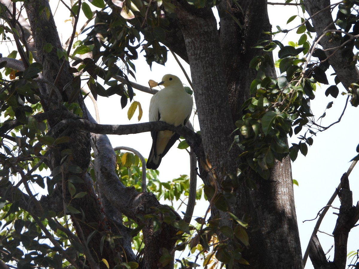 Pied Imperial-Pigeon - ML539778281