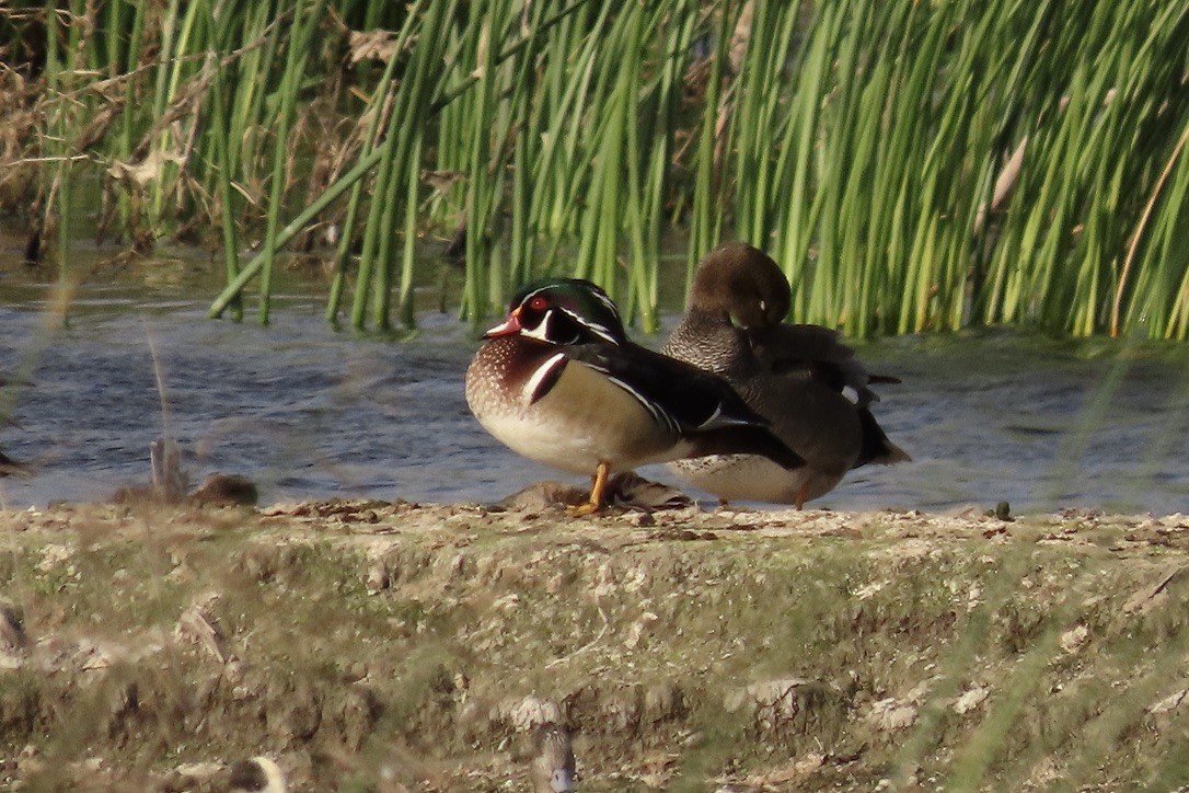 Wood Duck - ML539778511