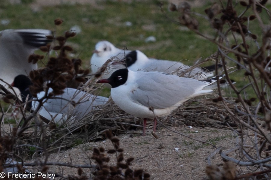 Black-headed x Mediterranean Gull (hybrid) - ML539778761