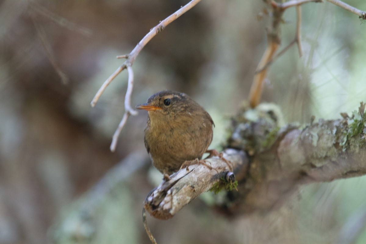 Pacific Wren - ML539779271