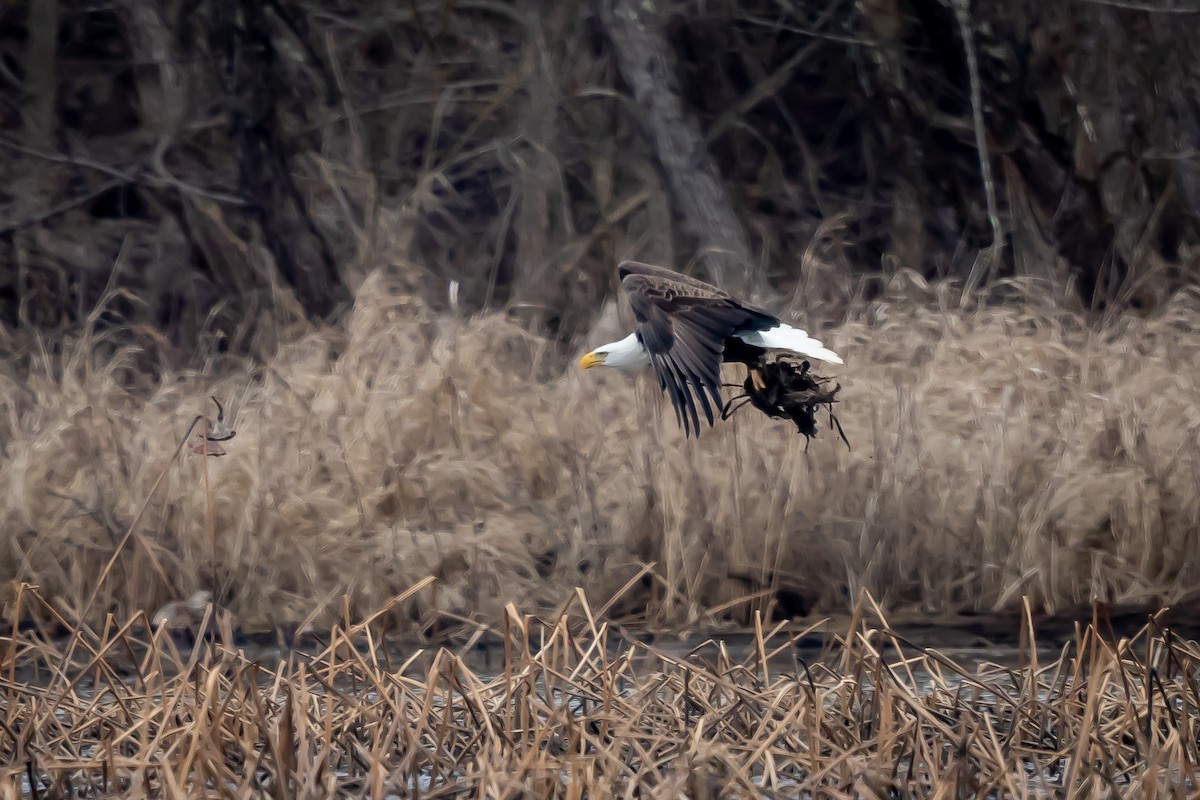 Bald Eagle - ML539779291